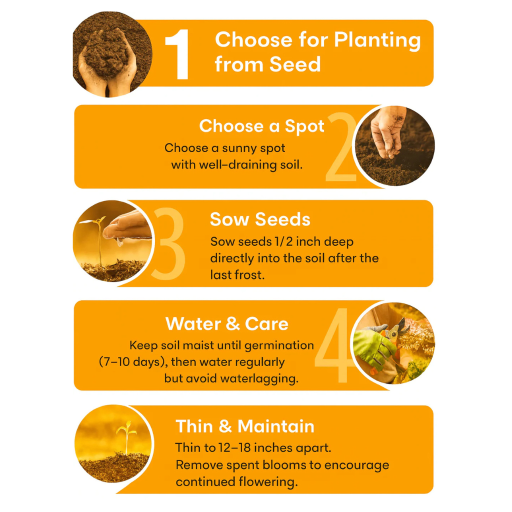 Giant Teddy Bear Sunflower Premium Seeds Ready to Sprout Attract Pollinators