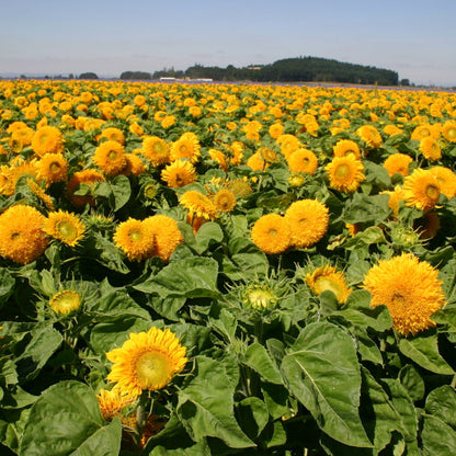 Giant Teddy Bear Sunflower Premium Seeds Ready to Sprout Attract Pollinators