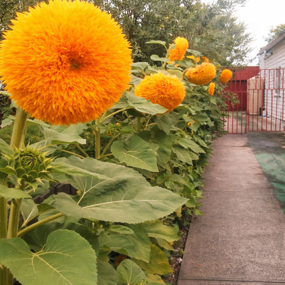 Giant Teddy Bear Sunflower Premium Seeds Ready to Sprout Attract Pollinators