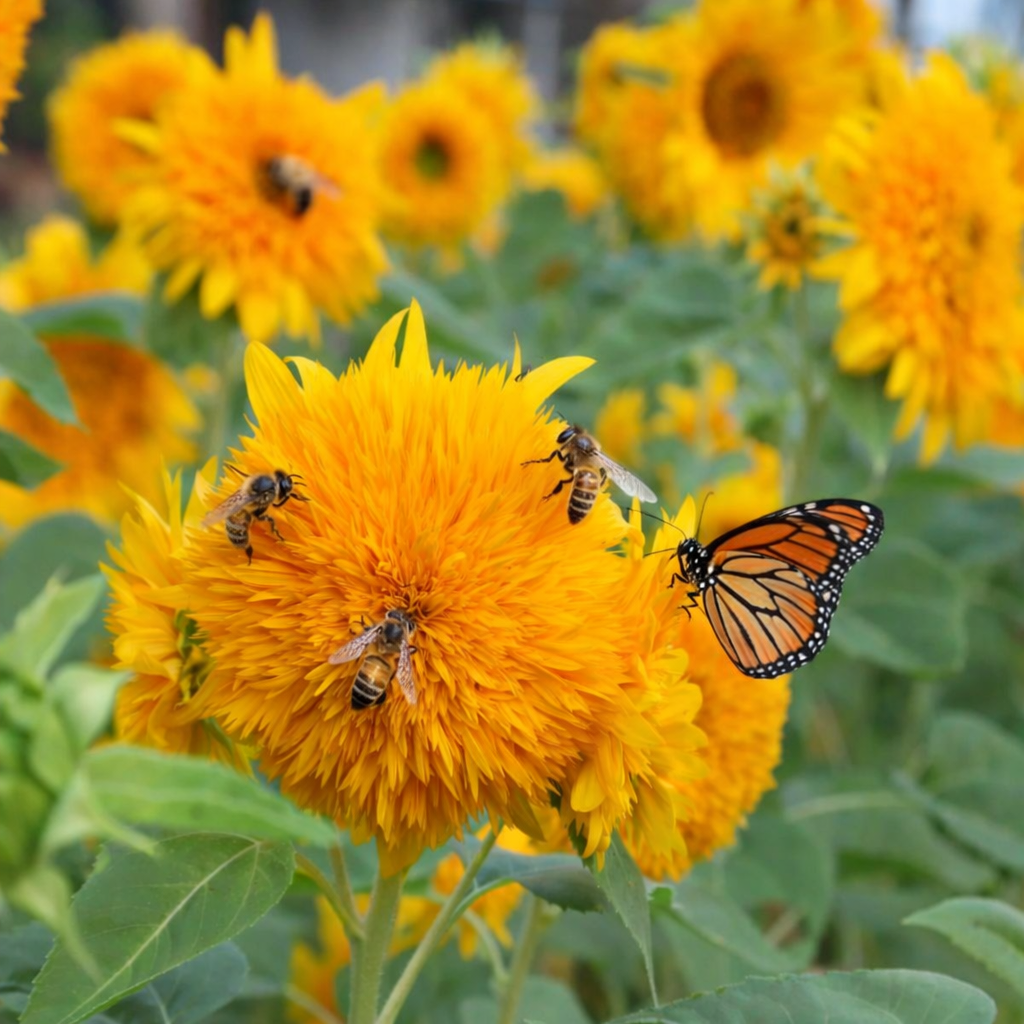 Giant Teddy Bear Sunflower Premium Seeds Ready to Sprout Attract Pollinators