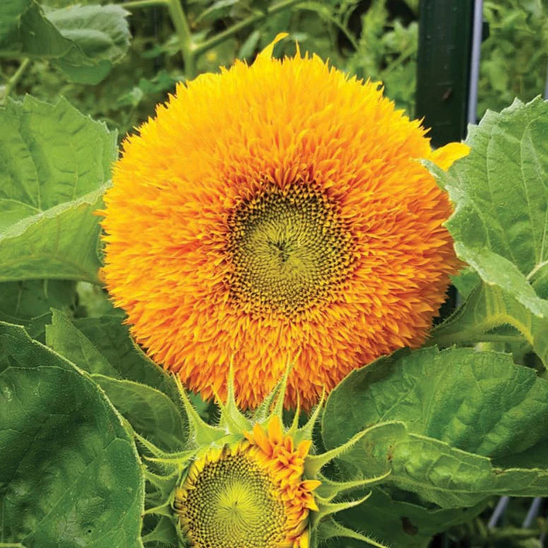 Giant Teddy Bear Sunflower Premium Seeds Ready to Sprout Attract Pollinators