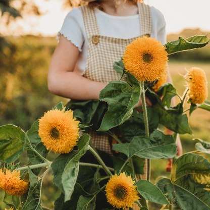 Giant Teddy Bear Sunflower Premium Seeds Ready to Sprout Attract Pollinators