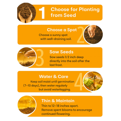 Giant Teddy Bear Sunflower Premium Seeds Ready to Sprout Attract Pollinators