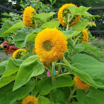 Giant Teddy Bear Sunflower Premium Seeds Ready to Sprout Attract Pollinators