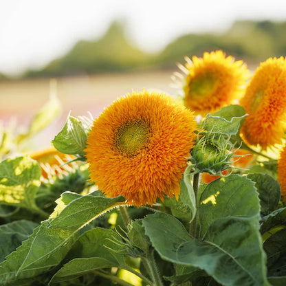 Giant Teddy Bear Sunflower Premium Seeds Ready to Sprout Attract Pollinators