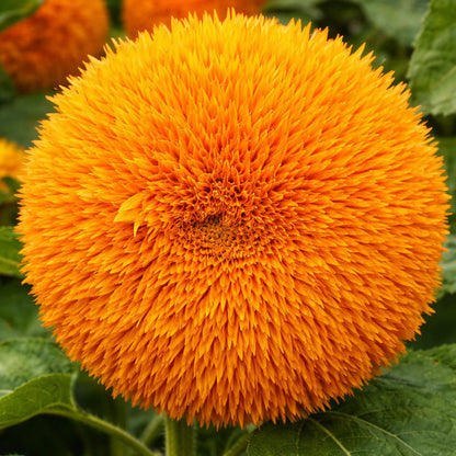 Giant Teddy Bear Sunflower Premium Seeds Ready to Sprout Attract Pollinators