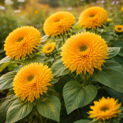 Giant Teddy Bear Sunflower Premium Seeds Ready to Sprout Attract Pollinators